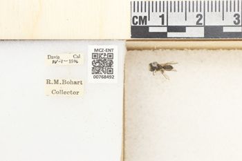 Media type: image;   Entomology 768492 Aspect: Labels